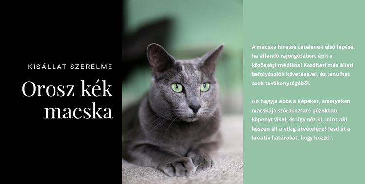 Orosz kék macska Weboldal sablon
