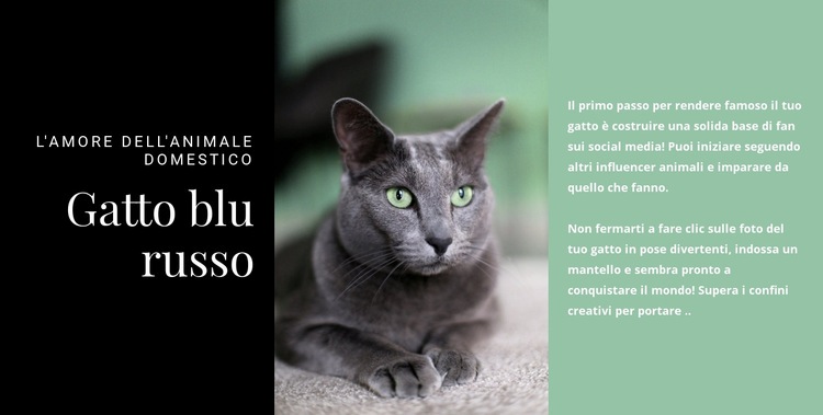 Gatto blu russo Progettazione di siti web