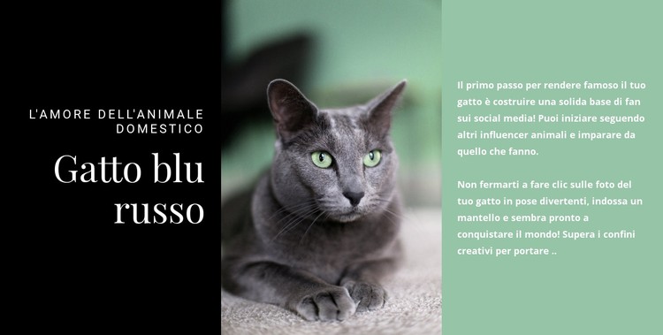 Gatto blu russo Modello CSS