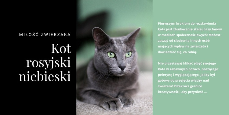 Kot rosyjski niebieski Projekt strony internetowej
