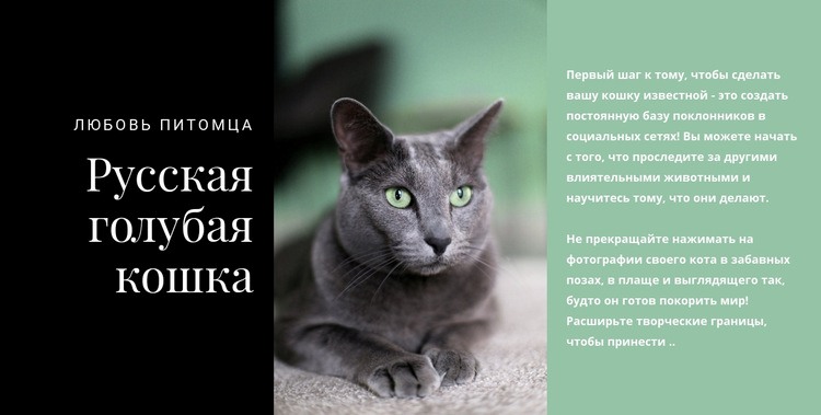Русская голубая кошка HTML5 шаблон