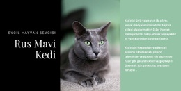 Rus Mavi Kedi - Modern Açılış Sayfası