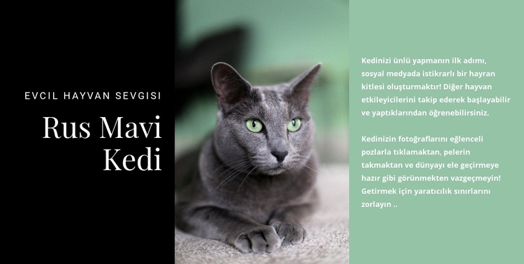 Rus mavi kedi Bir Sayfa Şablonu