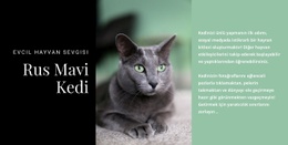 Rus Mavi Kedi Için Web Sitesi Tasarımcısı