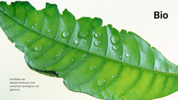 WordPress-Theme Für Organische Natur Herunterladen