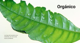 Naturaleza Orgánica Plantilla De Tienda