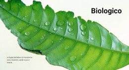 Natura Organica - Progettazione Di Siti Web Reattivi