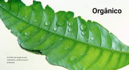 Natureza Orgânica - Modelos De Sites