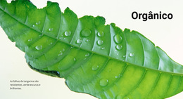 Natureza Orgânica - Modelo De Site Comercial Premium