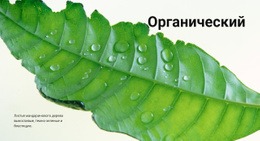 Органическая Природа — Адаптивный Дизайн Сайта