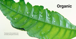 Ready To Use Web Page Design For Organic Nature