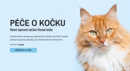 Tipy A Rady Pro Péči O Kočku – Stažení Šablony HTML