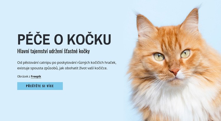 Tipy a rady pro péči o kočku Webový design