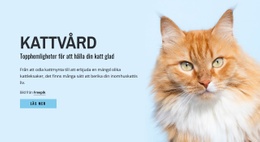 Kattvårdstips Och Råd - Målsida
