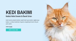 Kedi Bakımı Ipuçları Ve Tavsiyeleri - Açılış Sayfası