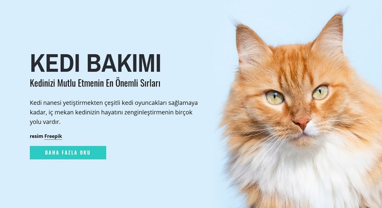 Kedi bakımı ipuçları ve tavsiyeleri Web sitesi tasarımı