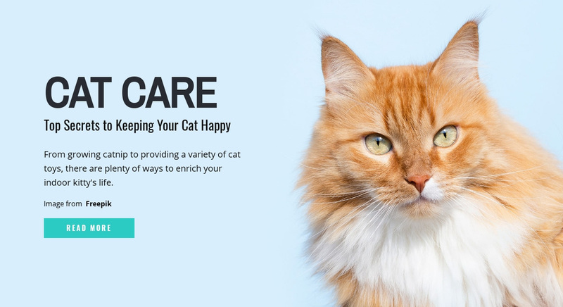Cat care tips and advice Web Page Design