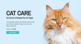 Cat Care Tips And Advice Pet Services