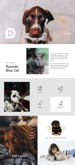 Care For Pets And Animals Html5 Responsive Template