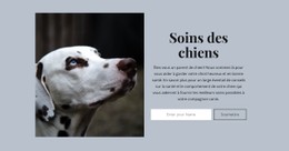 Soins Du Chien Site Web Gratuit