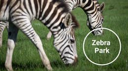 Zebra Nationalpark – Vorlage Für Website-Builder