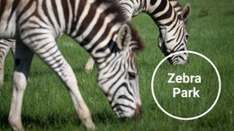 Zebra Nationalpark - Drag & Drop-Website-Builder
