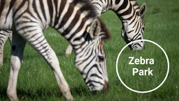 Zebra Nationalpark – Website-Builder-Vorlage