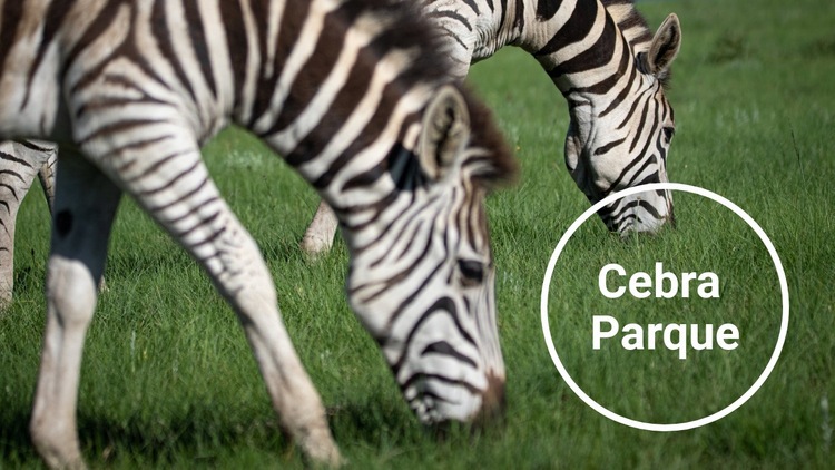 Parque Nacional Zebra Maqueta de sitio web