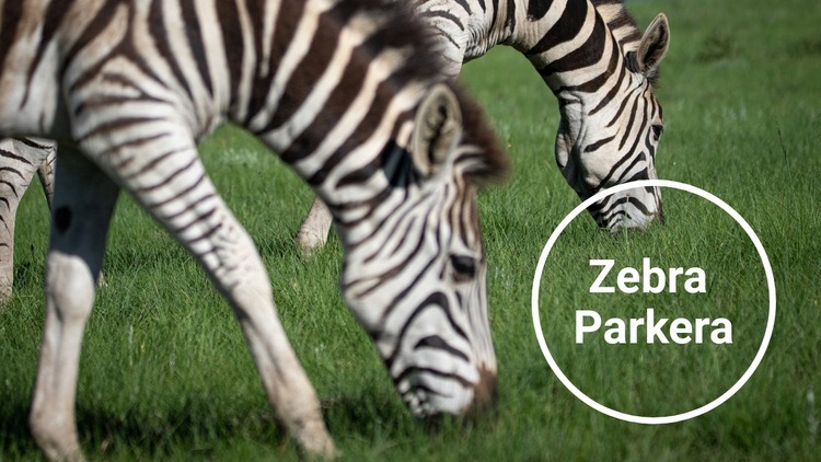 Zebra nationalpark CSS -mall