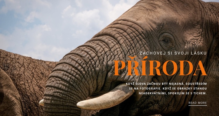  Slon africký Šablona webové stránky