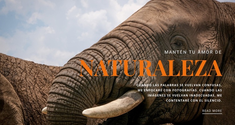  elefante africano Plantilla HTML5