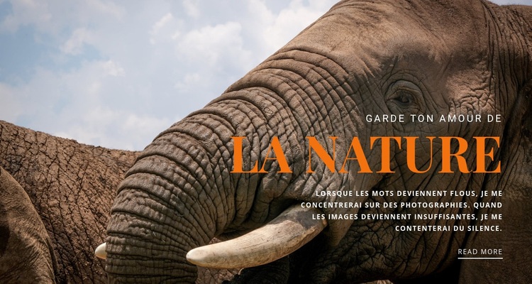  Éléphant d'Afrique Maquette de site Web