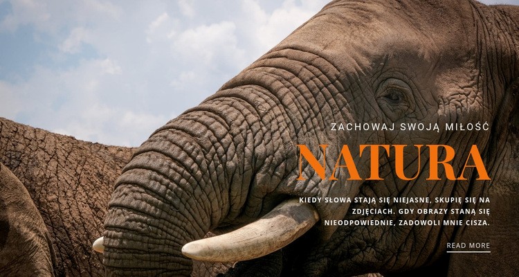  Słoń afrykański Makieta strony internetowej