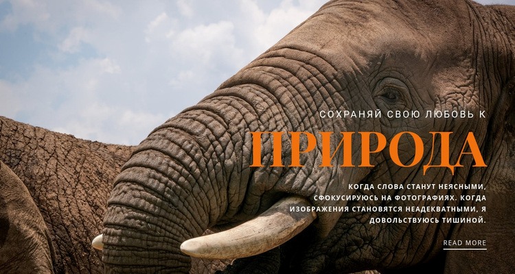  Африканский слон Мокап веб-сайта