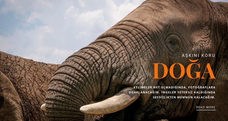  Afrika fili Web sitesi tasarımı