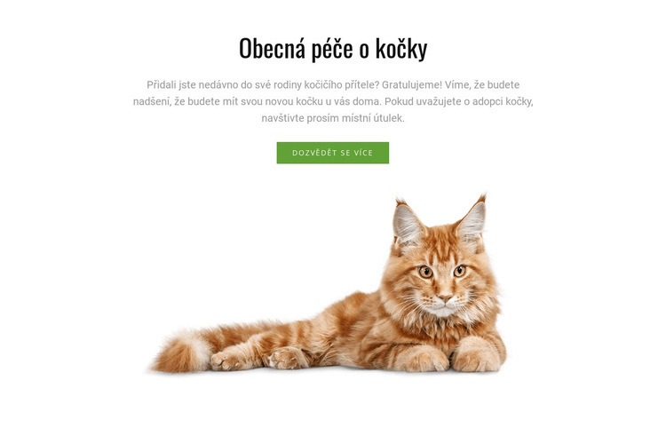 Tipy pro péči o kočky Šablona webové stránky