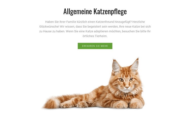 Tipps zur Katzenpflege HTML Website Builder