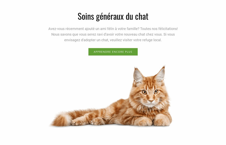 Conseils de toilettage pour chat Modèle Joomla