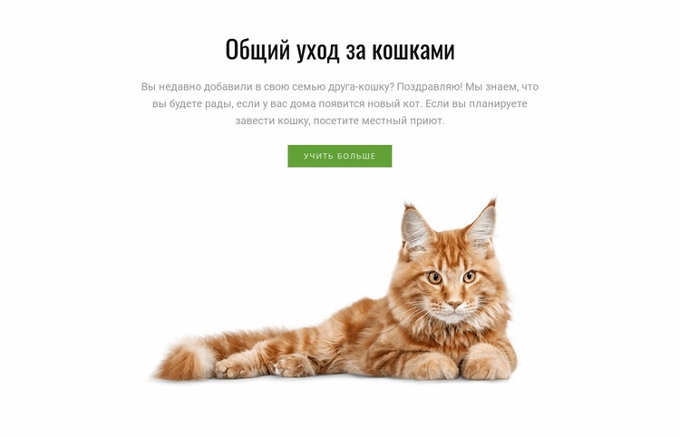 Советы по уходу за кошкой Шаблон веб-сайта
