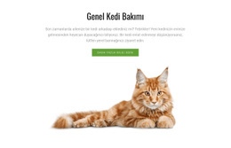 Kedi Bakım Ipuçları - Duyarlı Açılış Sayfası