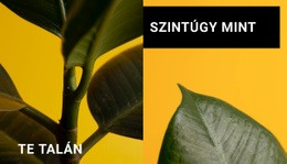 Minimalizmus Formákban - Egyedi Webhelytervezés