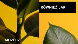 Minimalizm W Formach Szablon Flexboksa