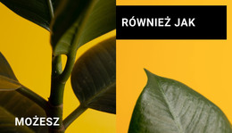 Minimalizm W Formach - Szablon Strony HTML