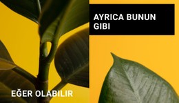 Formlarda Minimalizm Esnek Kutu Şablonu