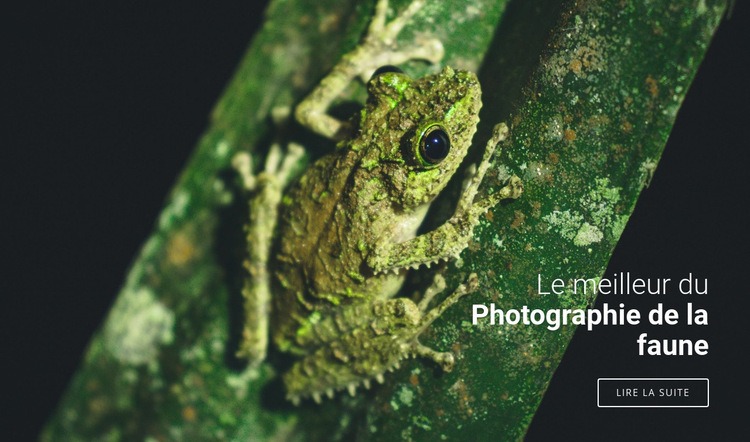 Photographie de la faune Modèle