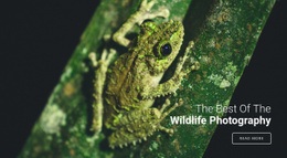 Free Html Code For Wildlife Photography