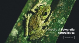 Modello HTML5 Multiuso Per Fotografia Della Fauna Selvatica