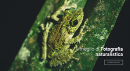 Fotografia Della Fauna Selvatica