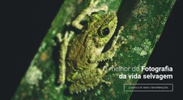 Fotografia De Vida Selvagem - Design Do Site