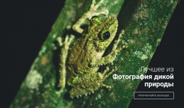 Фотография Дикой Природы